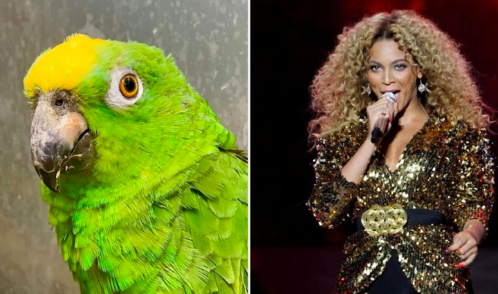 beyonce-papagaio