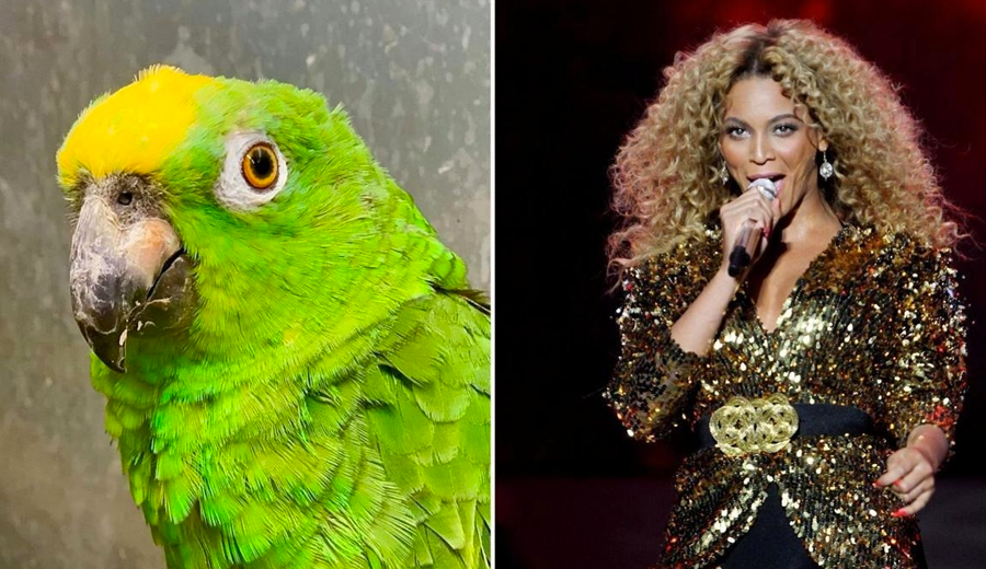 beyonce-papagaio