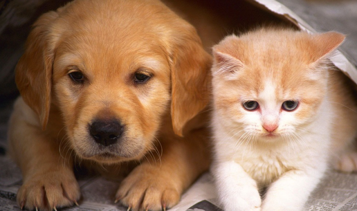 caesegatos