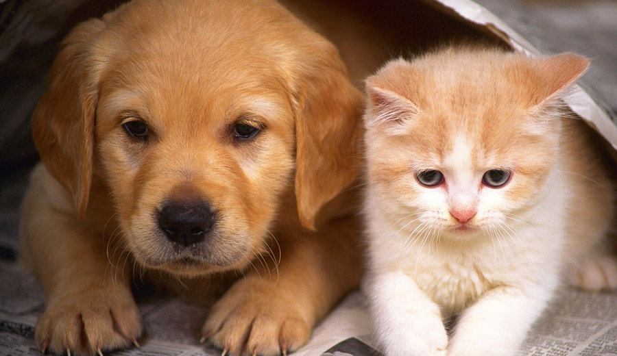 caesegatos