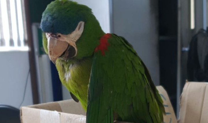 papagaio