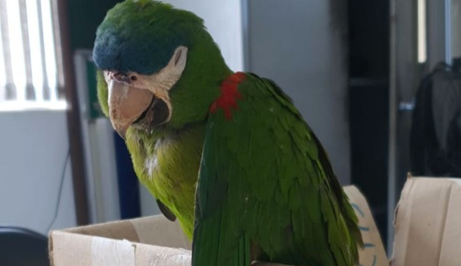 papagaio