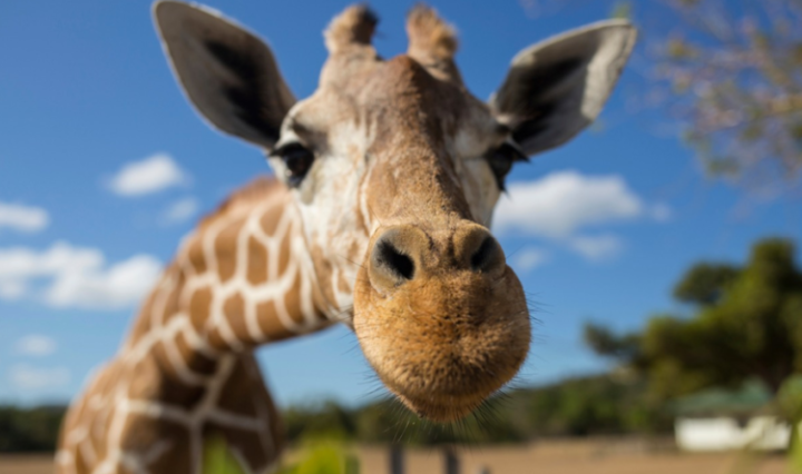 girafa-768x444