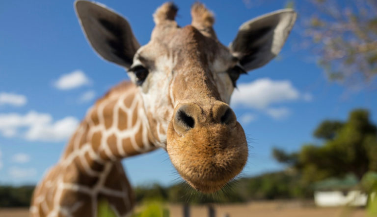 girafa-768x444