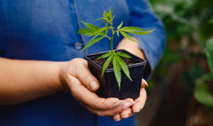 Argentina-legaliza-uso-da-maconha-768x444