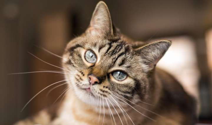 aplicativo-Meow-Talk-traduz-miau-do-seu-gato-768x444