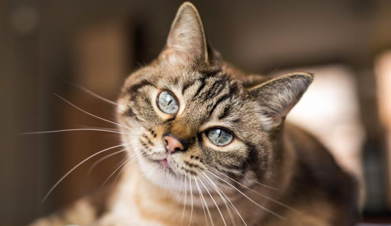 aplicativo-Meow-Talk-traduz-miau-do-seu-gato-768x444