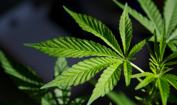 Maconha-e-retirada-da-lista-de-drogas-perigosas-768x444