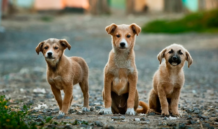 Nova-lei-proibe-eutanasia-em-caes-e-gatos-saudaveis