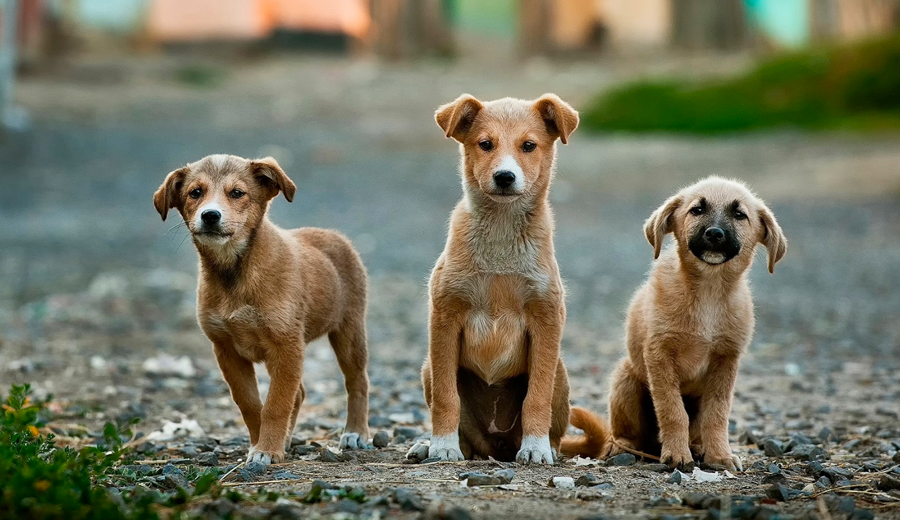 Nova-lei-proibe-eutanasia-em-caes-e-gatos-saudaveis